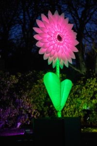 A pink flower - City of Lights - Habitats - Lantern Company - Liverpool - photo credits: Mark Loudon - Mark McNulty