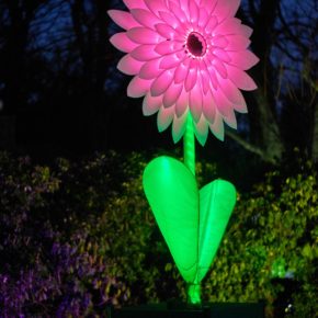 A pink flower - City of Lights - Habitats - Lantern Company - Liverpool - photo credits: Mark Loudon - Mark McNulty