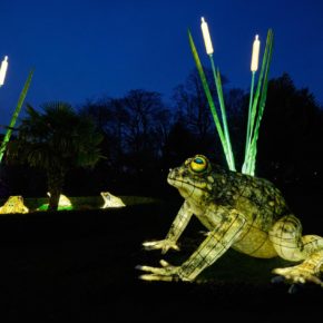 A frog - City of Lights - Habitats - Lantern Company - Liverpool - photo credits: Mark Loudon - Mark McNulty
