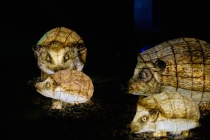 Hedgehogs - City of Lights - Habitats - Lantern Company - Liverpool - photo credits: Mark Loudon - Mark McNulty